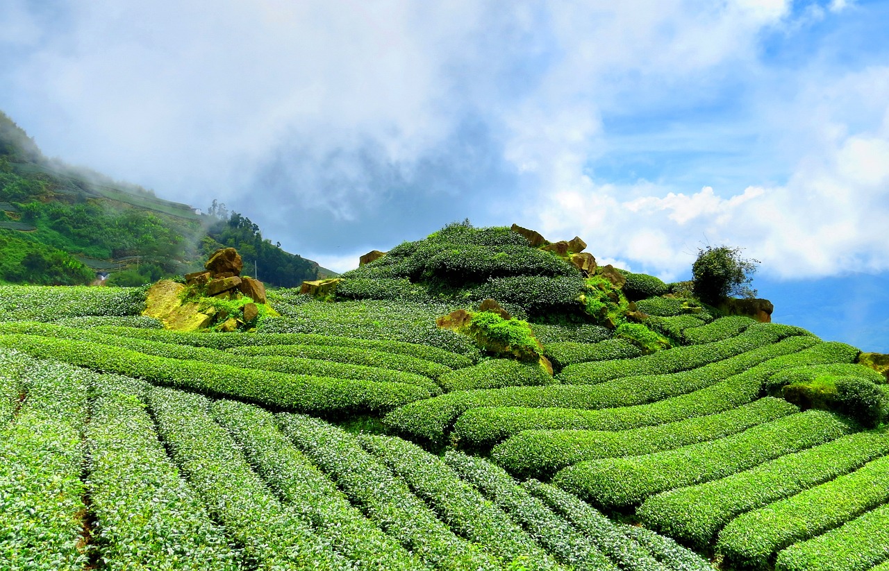 温州茶叶市场的繁荣之地