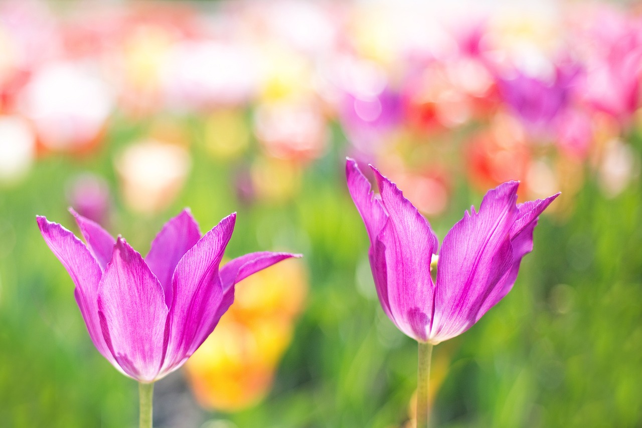 芜湖花卉园艺城，探寻美丽与绿色的交汇点