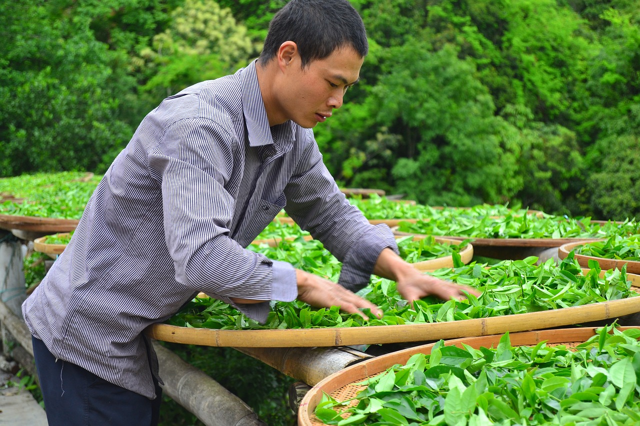 如何建立晒茶叶的茶棚