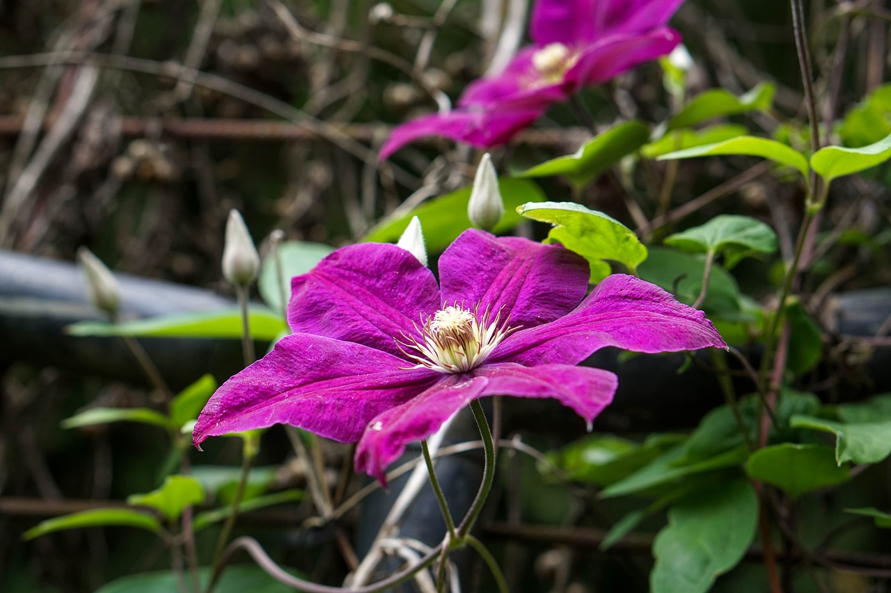 岭南花卉与斗南花卉，一场花卉盛宴的对比