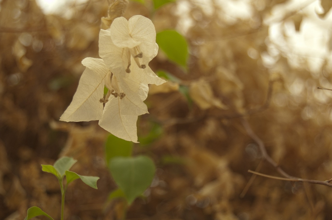 岭南花卉与芳村花卉，一场视觉盛宴的对比