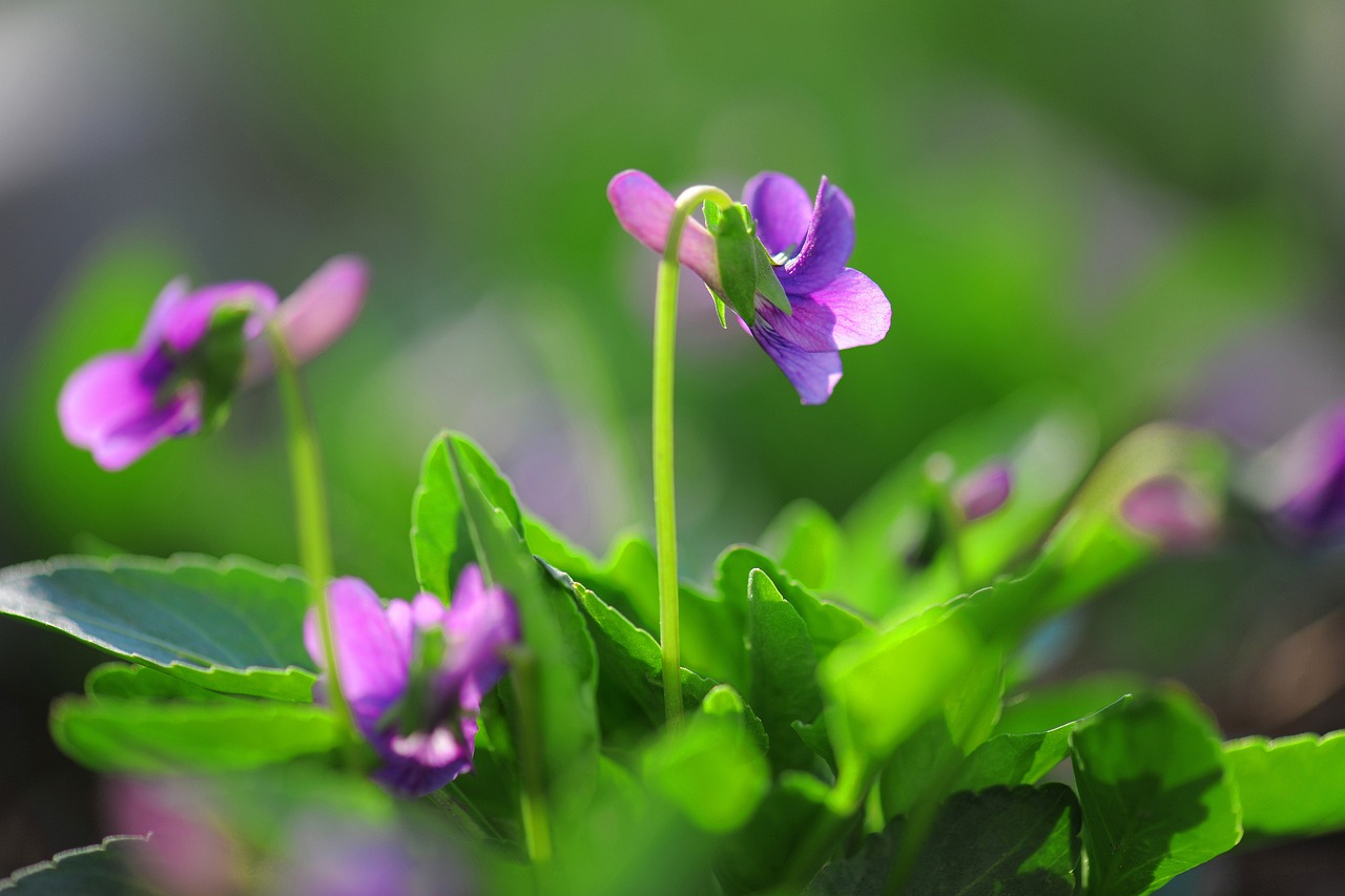 绿发师花卉，自然之美与艺术之韵的完美结合