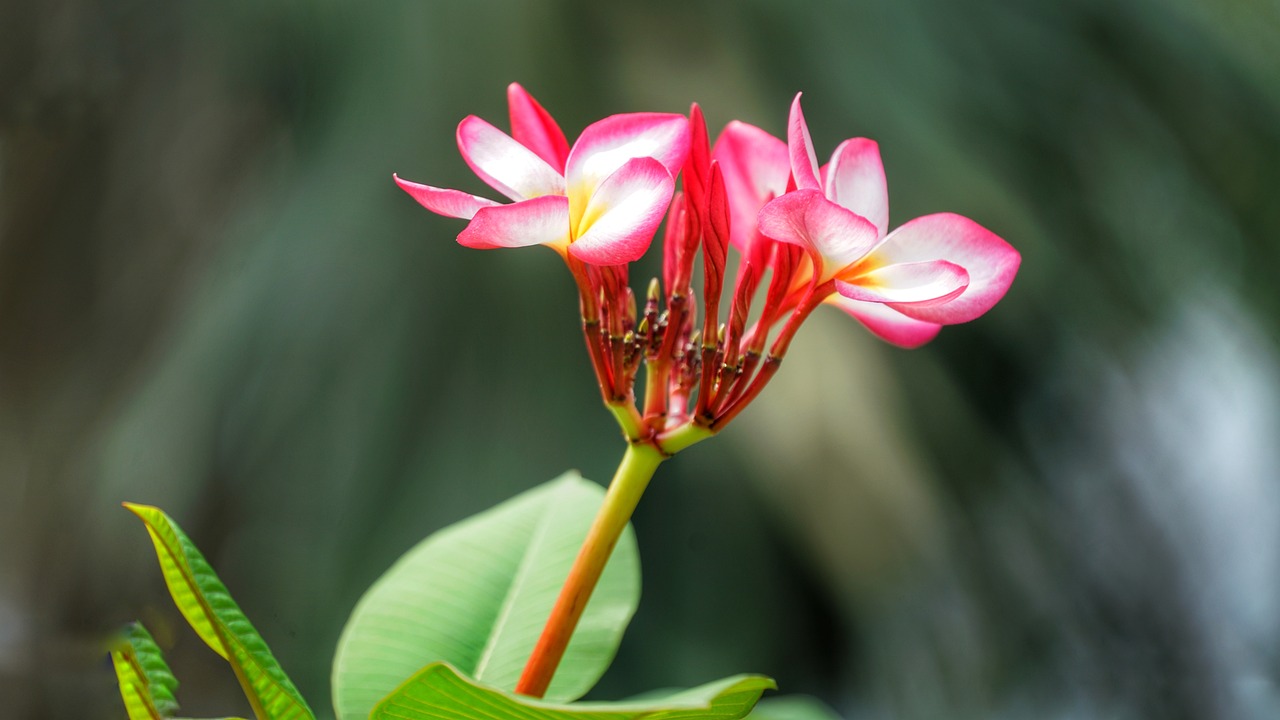 茫然花卉，探索未知的美丽世界