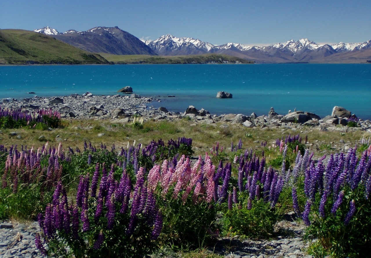 冬日梦境中的繁花盛景