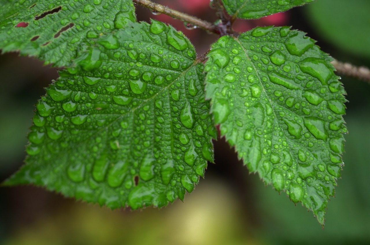 棉拖鞋、植物花卉与朋克的交融，一种独特的生活美学