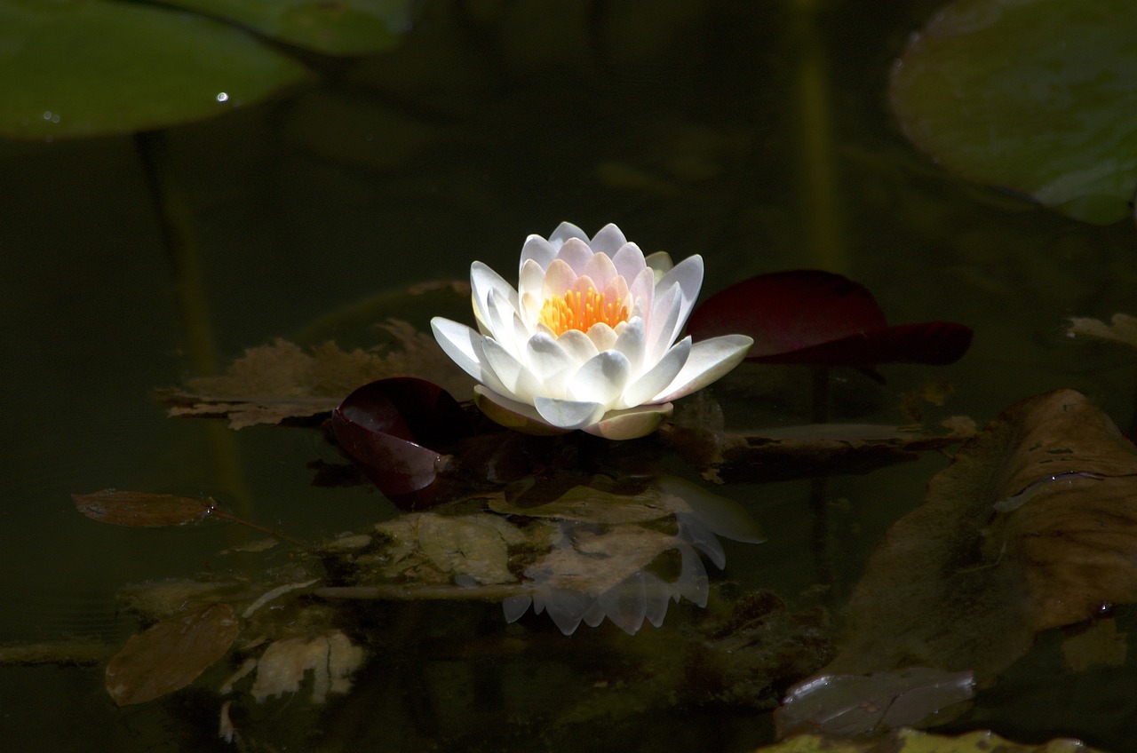 明清花卉大盘，传统工艺与现代魅力的完美结合