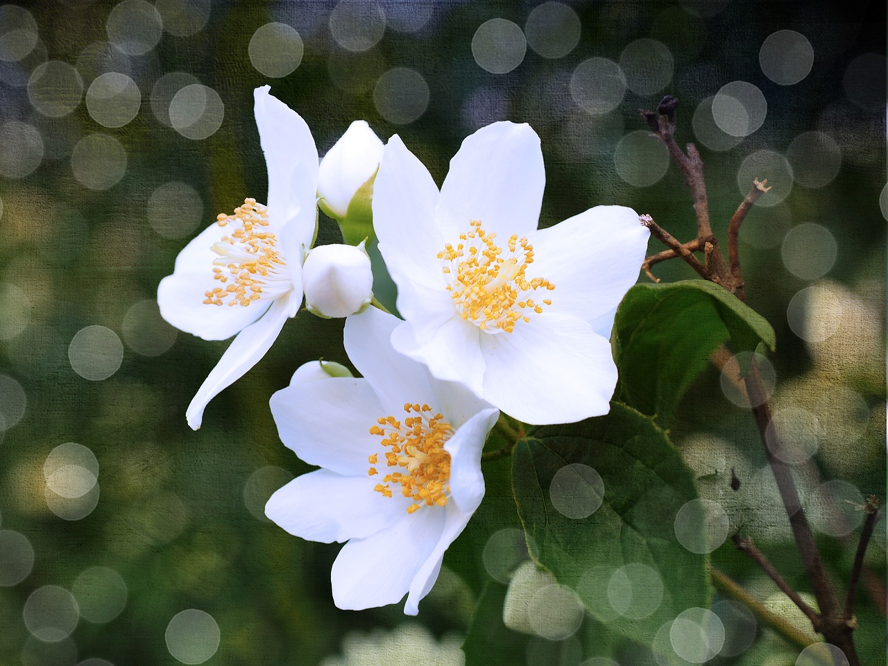 茉莉花最忌讳的花卉，深入了解与应对之道