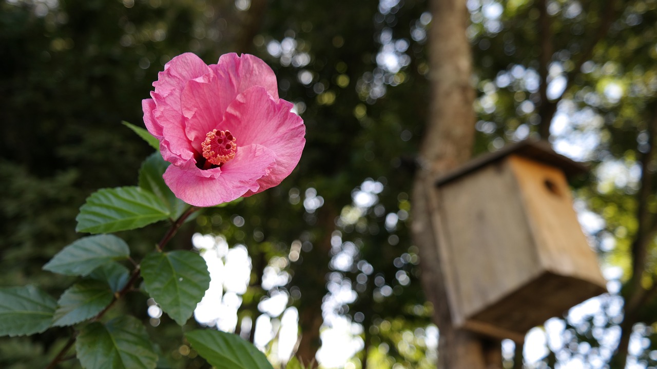 木本观赏花卉，自然之美与艺术之韵的完美结合