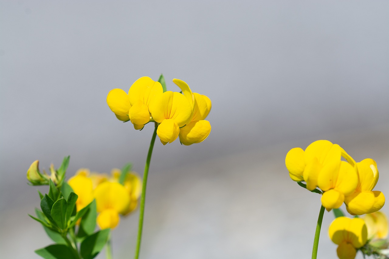 木本花卉分盆，技巧与实践指南