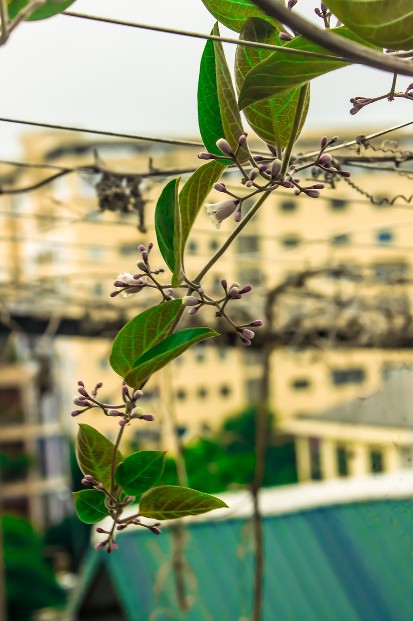 哪种花卉叶子绿油油嫩嫩的——探索绿色植物的魅力