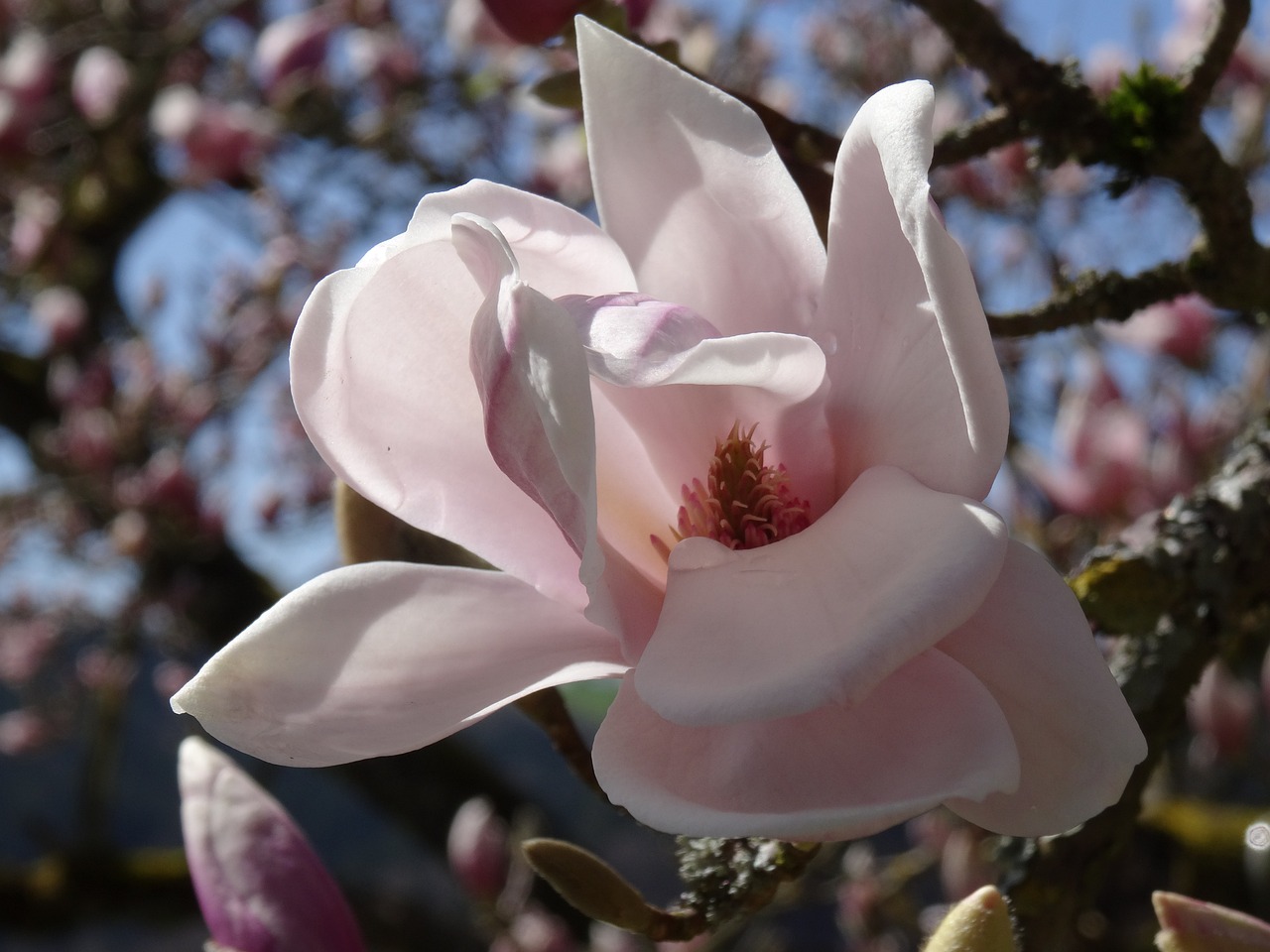 玉兰花开满南方花卉市场