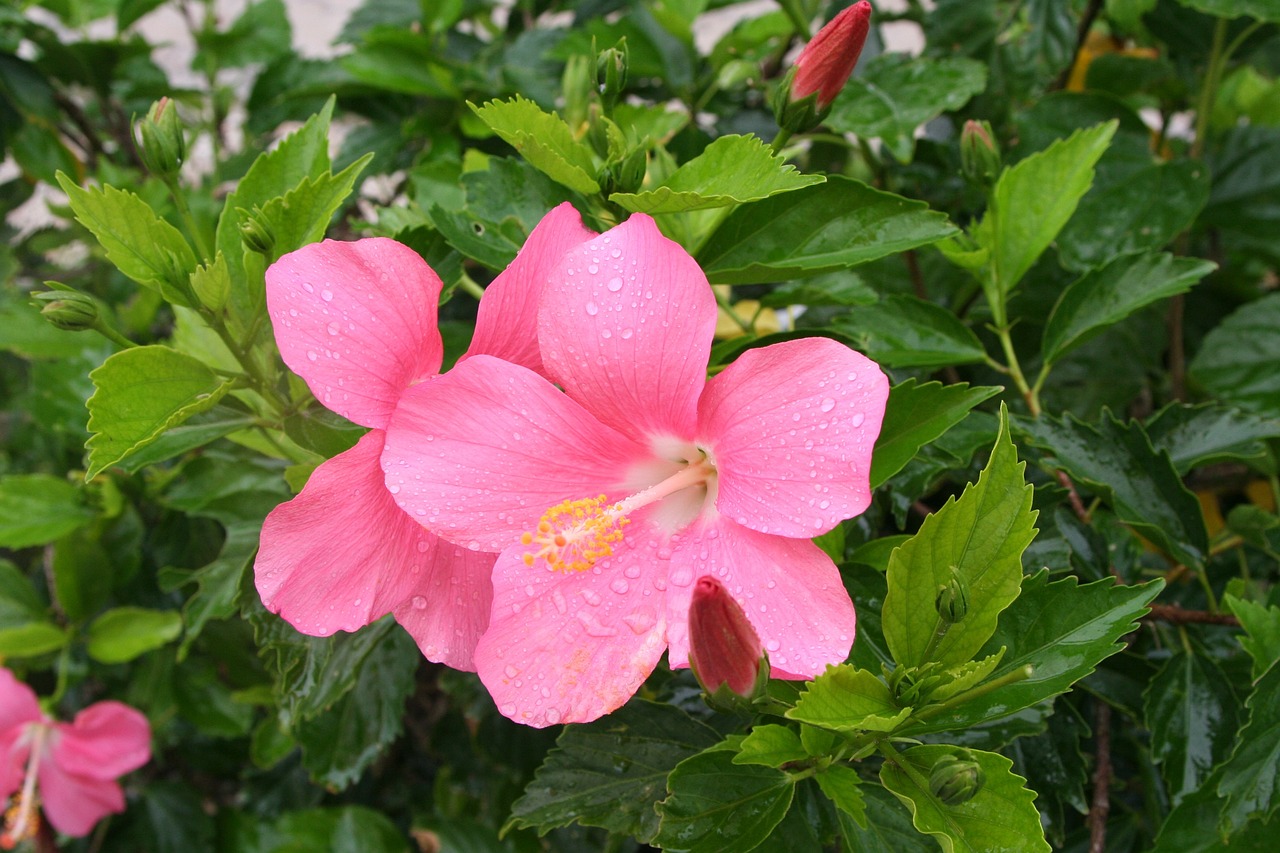 南花卉今日行情概览