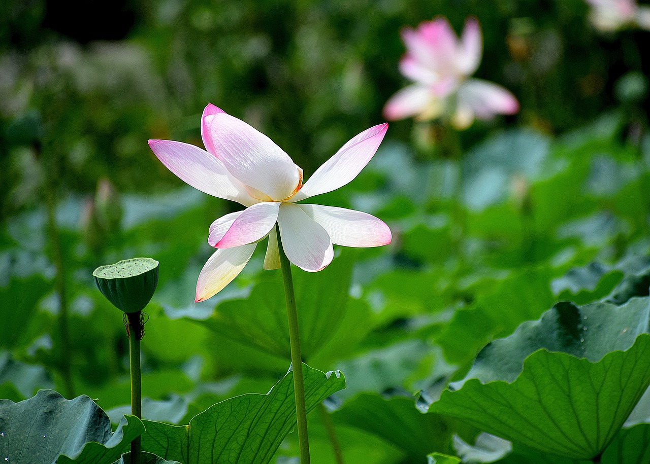 南京河西花卉租赁价格研究