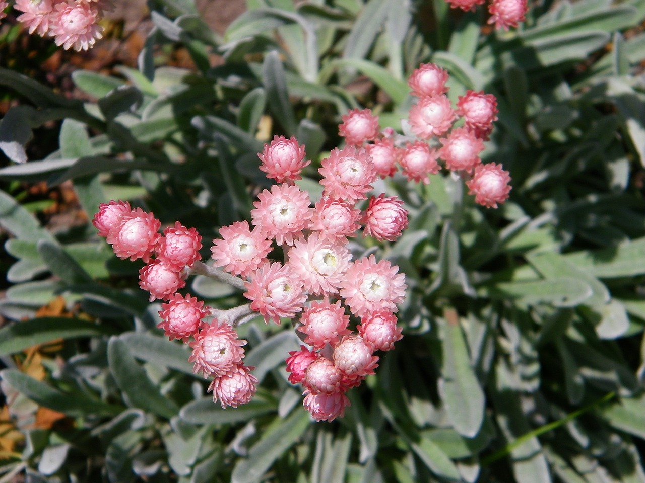 南宁阳光花卉多肉基地，探寻多肉植物的魅力之源