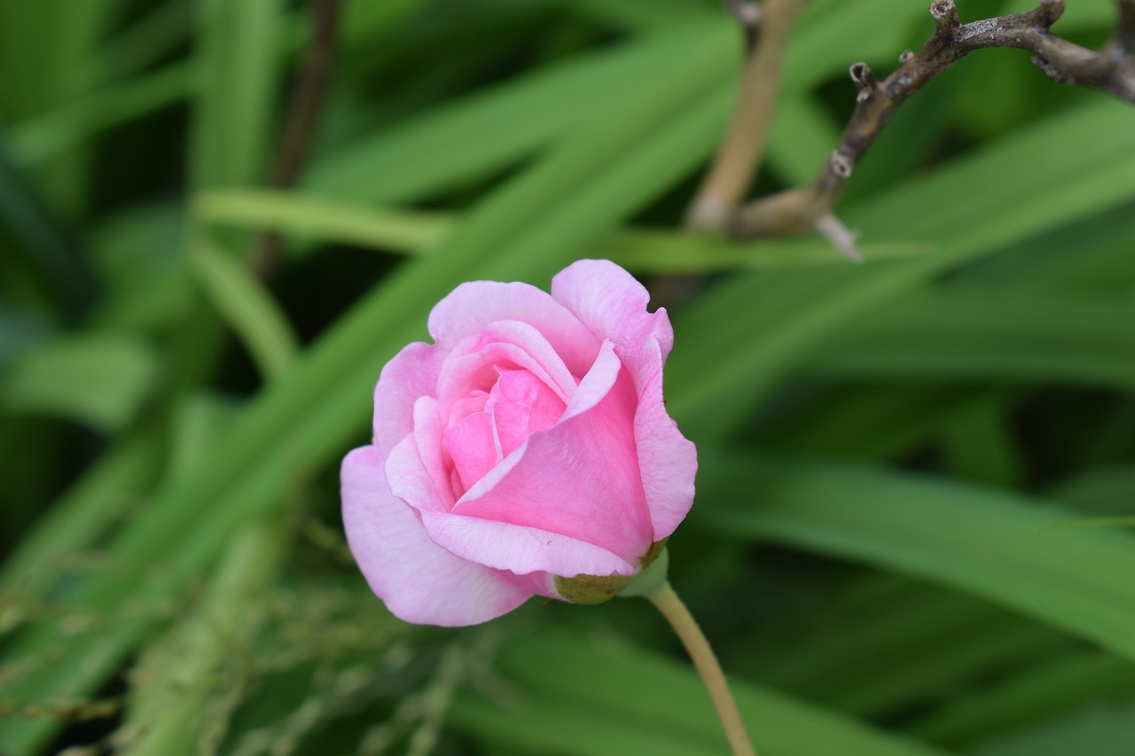 南沙区进港大道花卉广场，城市绿肺与花卉的盛宴