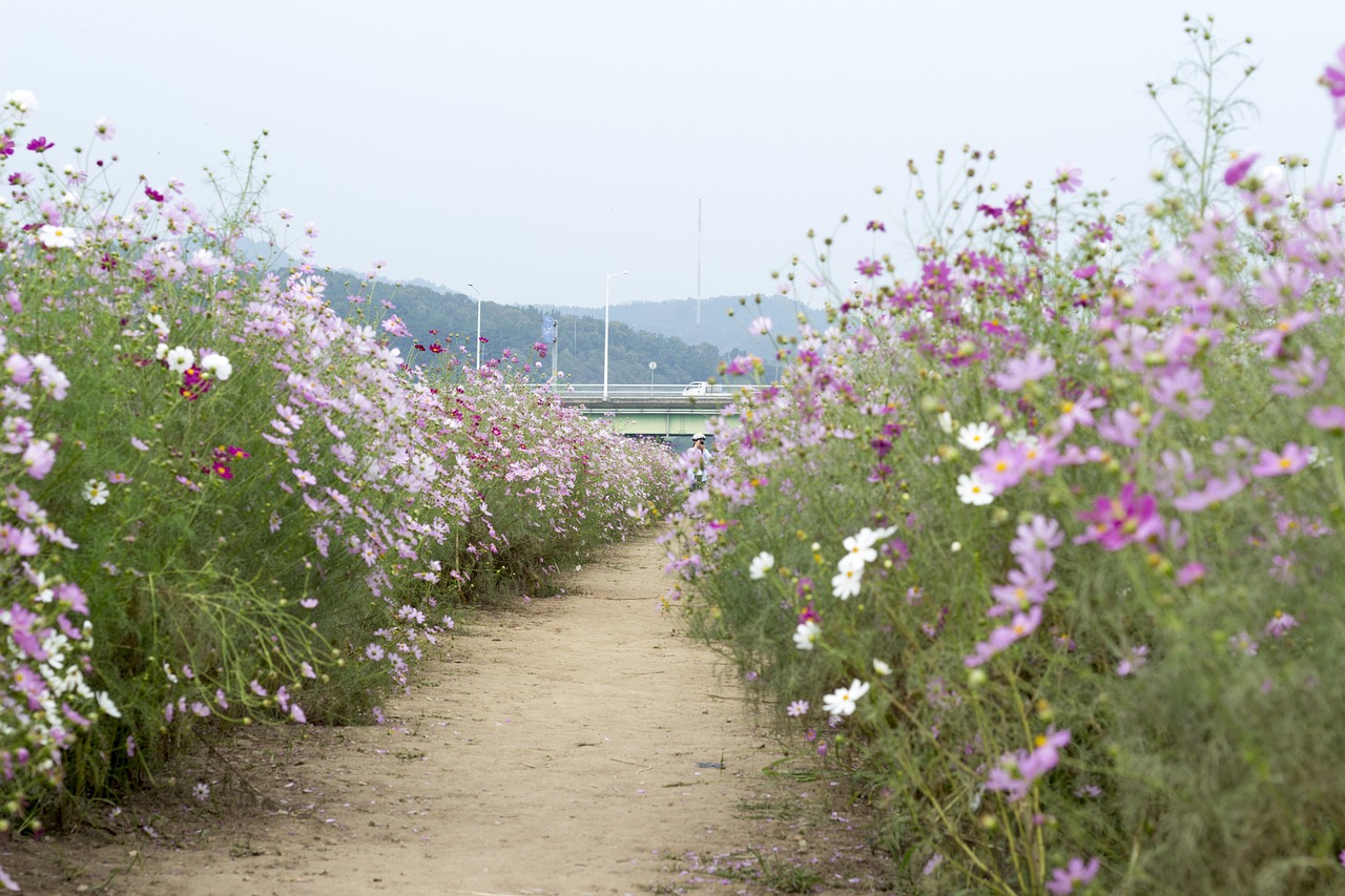 南山花卉小镇，探索如何轻松前往的旅游指南