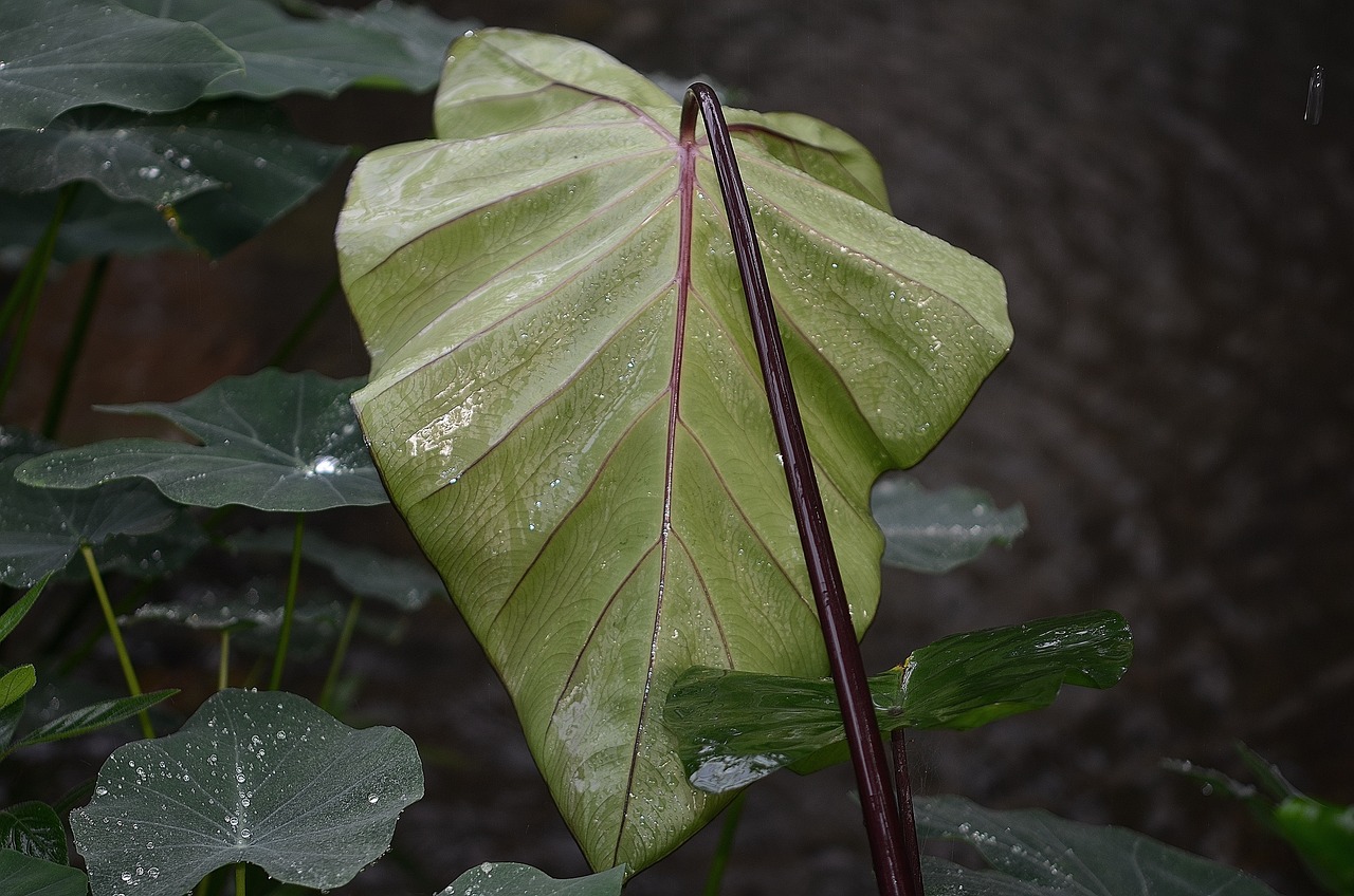 园艺植物常见的种类及其特点