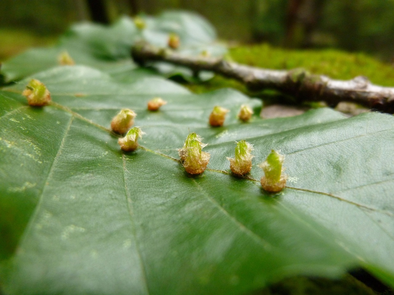 园艺植物害虫防治措施研究