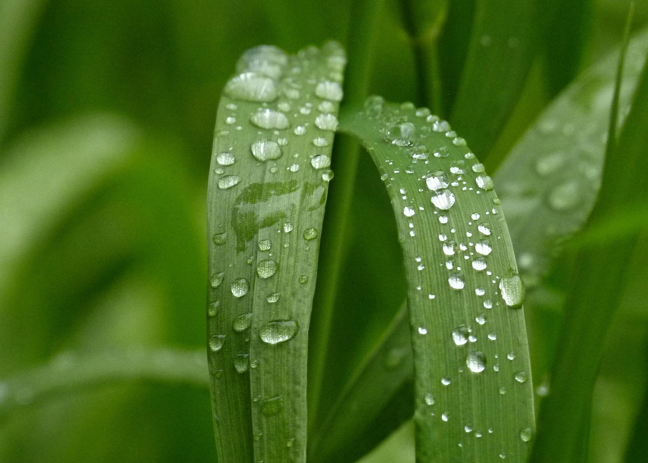 宁波家庭花卉种植服务公司的绿色生活理念