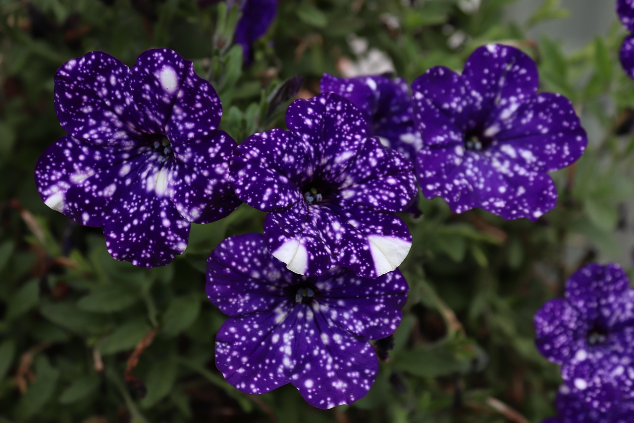 宁波庭院花卉种植收费明细详解