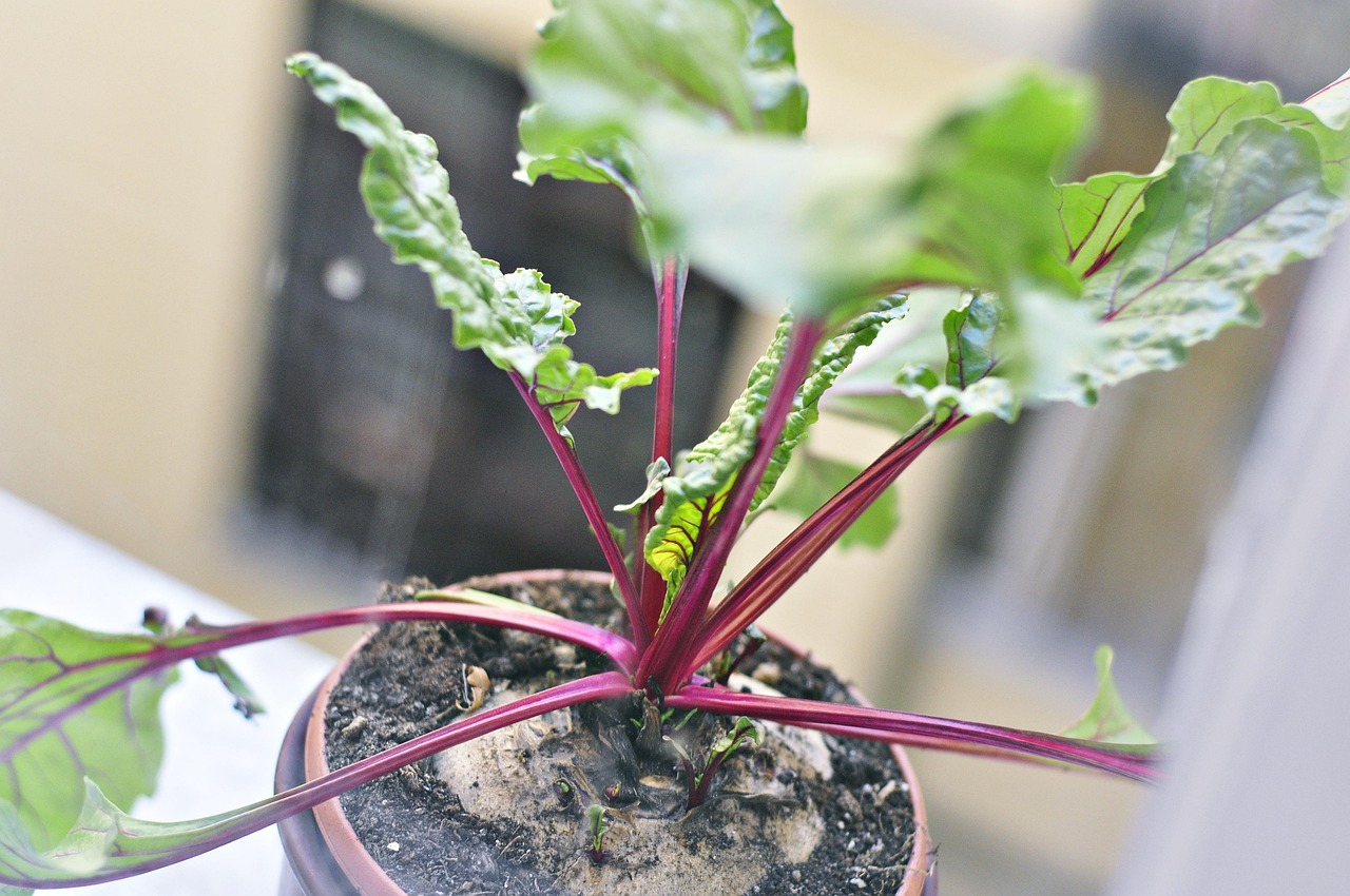 园艺植物根系研究，深入探索与未来发展