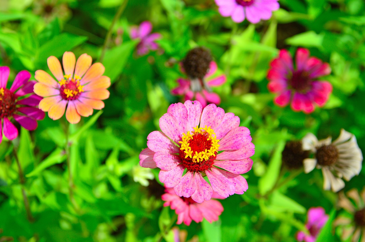 暖季节花卉，绽放的生命力与季节的交响曲