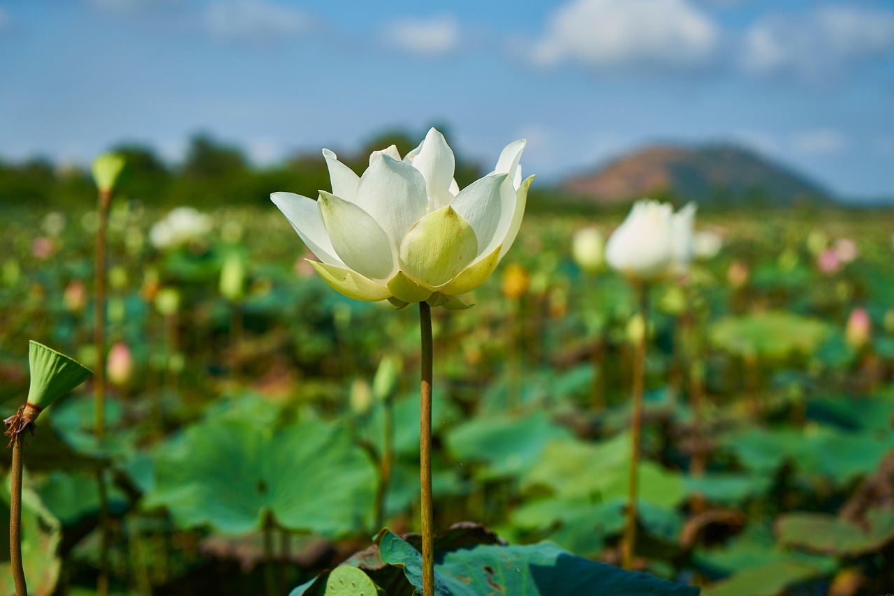 泡泡花卉图片大全，美丽与宁静的艺术展现